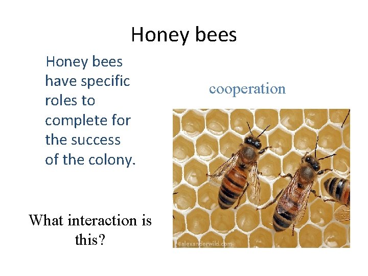 Honey bees have specific roles to complete for the success of the colony. What