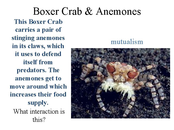 Boxer Crab & Anemones This Boxer Crab carries a pair of stinging anemones in