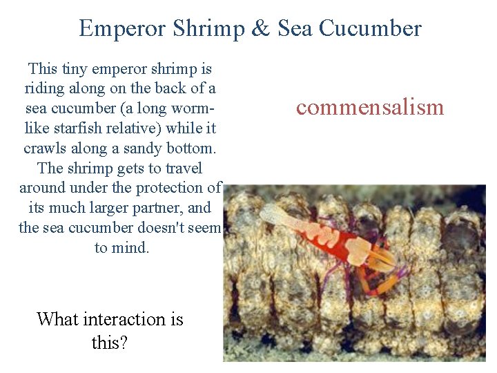 Emperor Shrimp & Sea Cucumber This tiny emperor shrimp is riding along on the