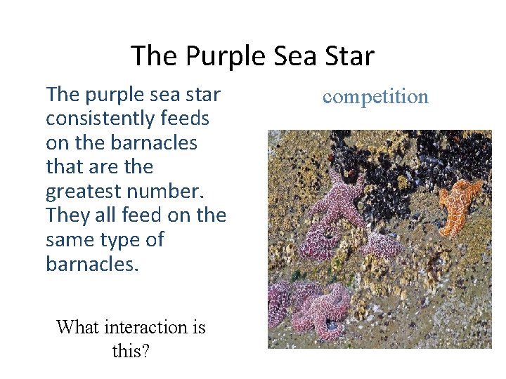 The Purple Sea Star The purple sea star consistently feeds on the barnacles that