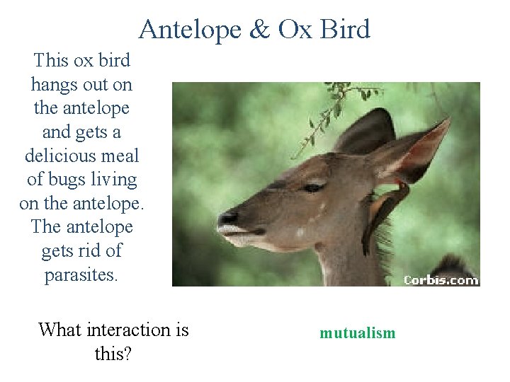 Antelope & Ox Bird This ox bird hangs out on the antelope and gets