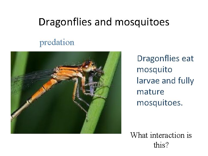 Dragonflies and mosquitoes predation Dragonflies eat mosquito larvae and fully mature mosquitoes. What interaction