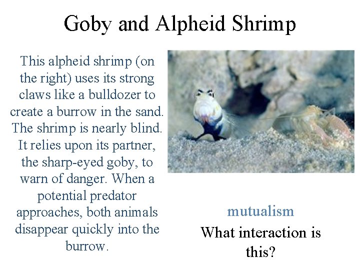 Goby and Alpheid Shrimp This alpheid shrimp (on the right) uses its strong claws