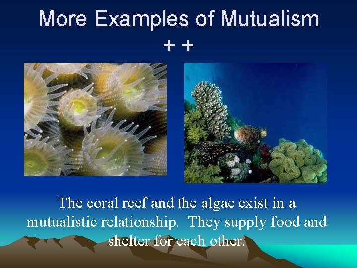 More Examples of Mutualism ++ The coral reef and the algae exist in a