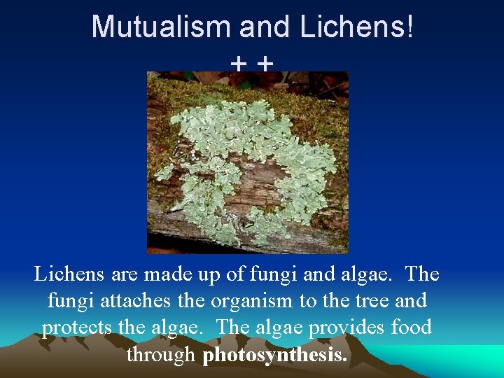 Mutualism and Lichens! ++ Lichens are made up of fungi and algae. The fungi
