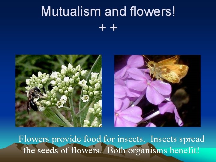 Mutualism and flowers! ++ Flowers provide food for insects. Insects spread the seeds of