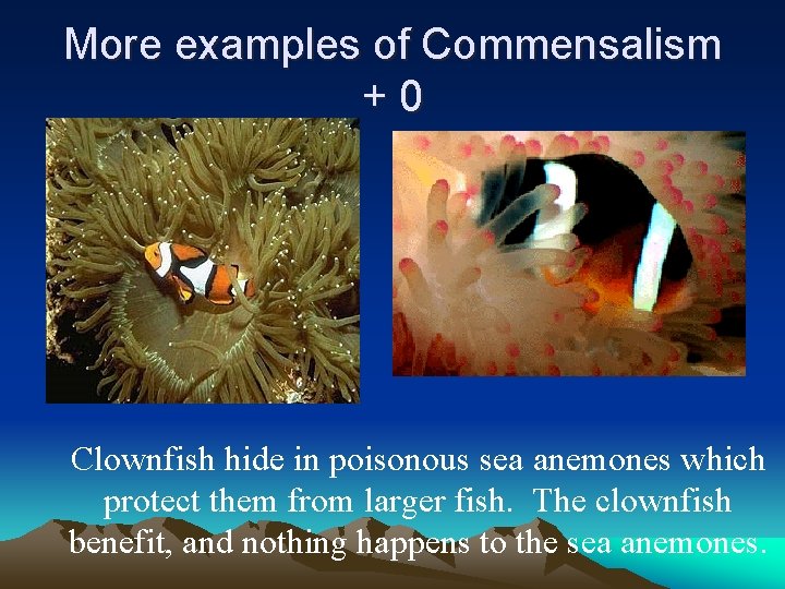 More examples of Commensalism +0 Clownfish hide in poisonous sea anemones which protect them