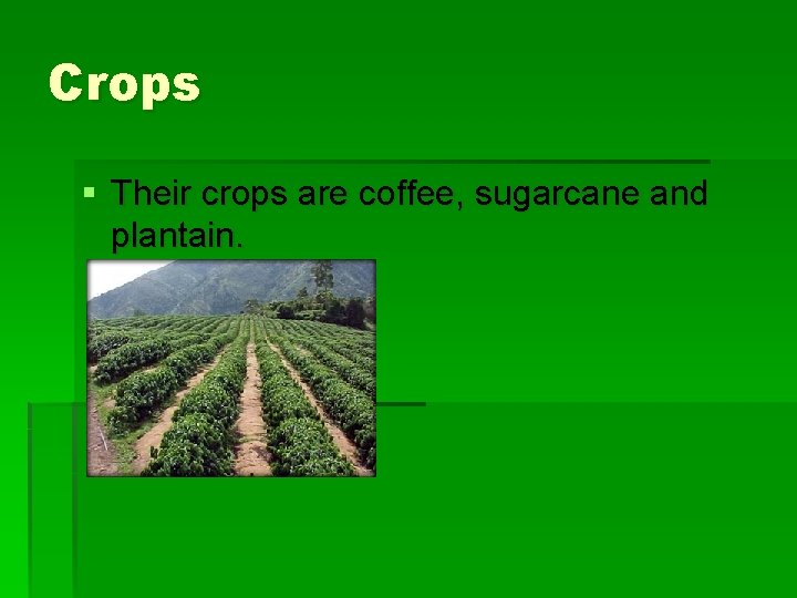 Crops § Their crops are coffee, sugarcane and plantain. 