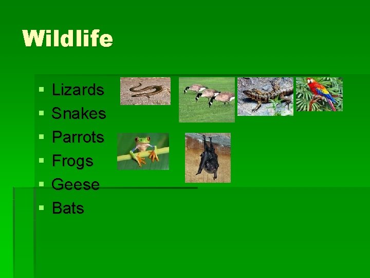 Wildlife § § § Lizards Snakes Parrots Frogs Geese Bats 