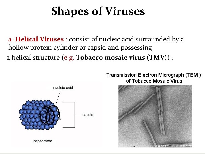 Shapes of Viruses a. Helical Viruses : consist of nucleic acid surrounded by a