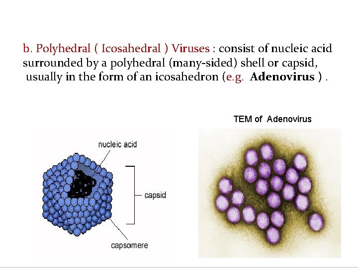 b. Polyhedral ( Icosahedral ) Viruses : consist of nucleic acid surrounded by a