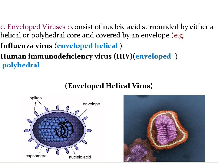 c. Enveloped Viruses : consist of nucleic acid surrounded by either a helical or