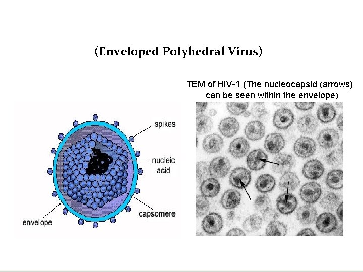 (Enveloped Polyhedral Virus) TEM of HIV-1 (The nucleocapsid (arrows) can be seen within the