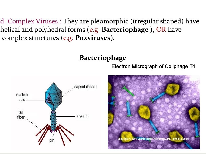 d. Complex Viruses : They are pleomorphic (irregular shaped) have helical and polyhedral forms