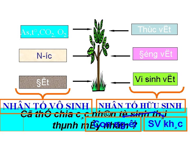 As, t°, CO 2, O 2 Thùc vËt N íc §éng vËt §Êt Vi