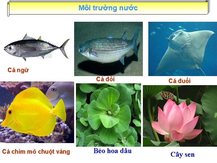 Môi trường nước Cá ngừ Cá đối Cá chim mỏ chuột vàng Bèo hoa