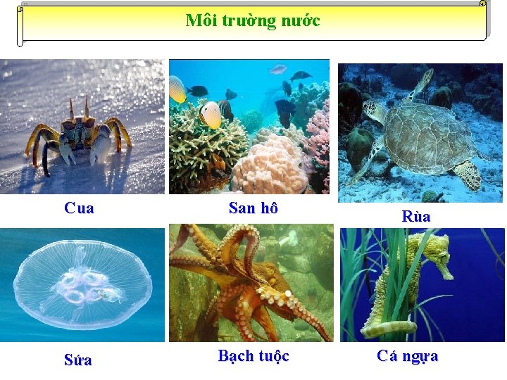 Môi trường nước Cua San hô Sứa Bạch tuộc Rùa Cá ngựa 