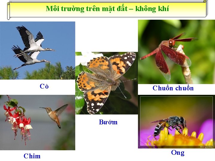 Môi trường trên mặt đất – không khí Cò Chuồn chuồn Bướm Chim Ong