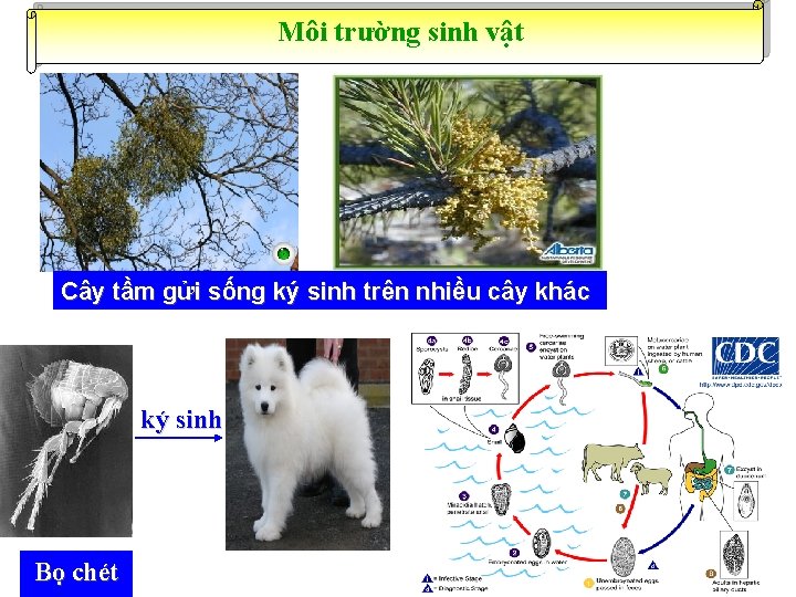 Môi trường sinh vật Cây tầm gửi sống ký sinh trên nhiều cây khác