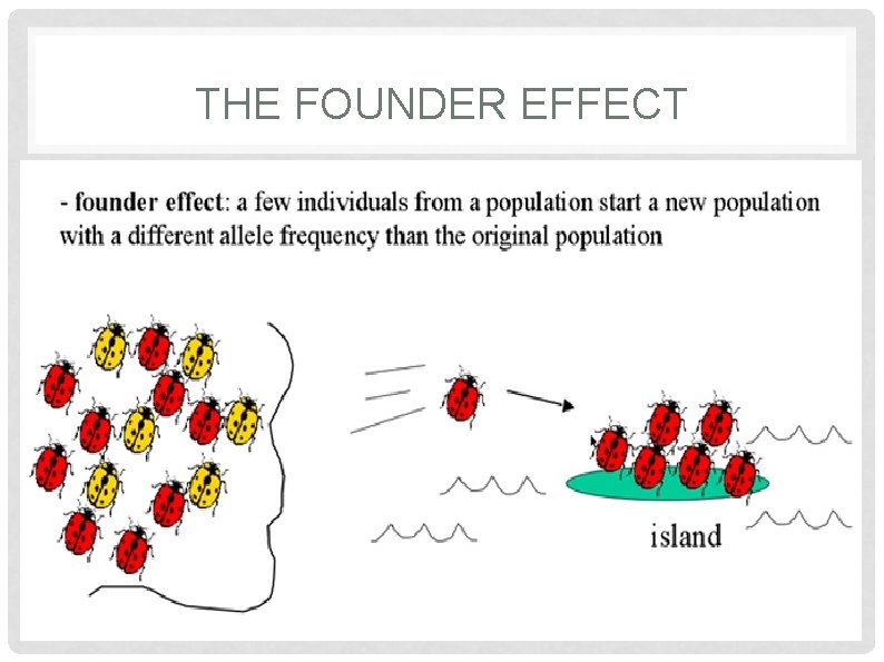 THE FOUNDER EFFECT 