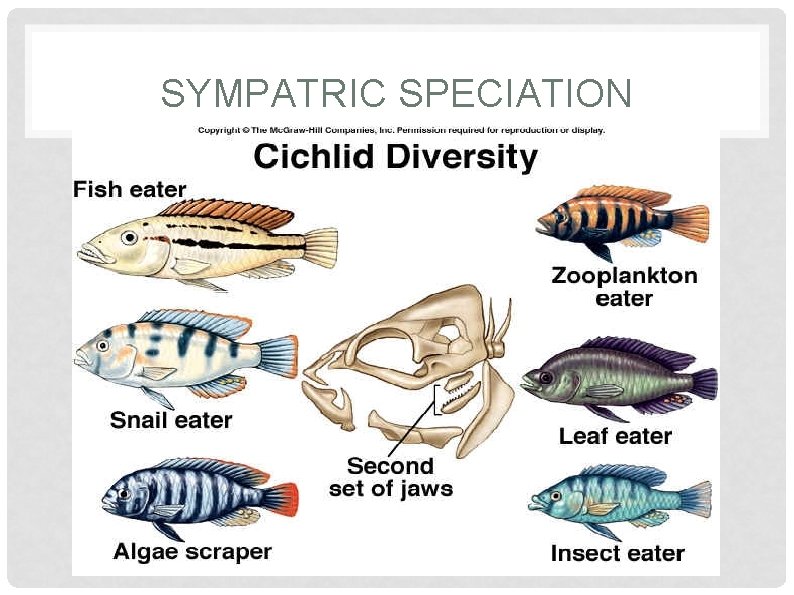 SYMPATRIC SPECIATION 