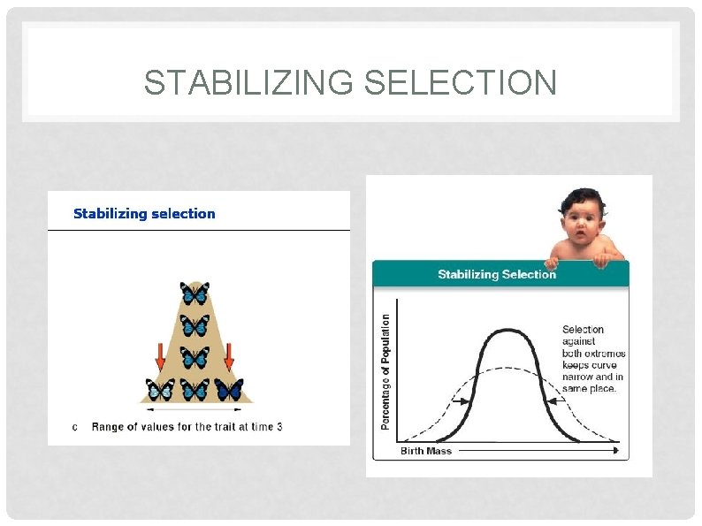 STABILIZING SELECTION 