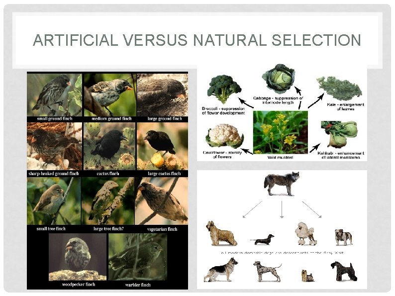 ARTIFICIAL VERSUS NATURAL SELECTION 