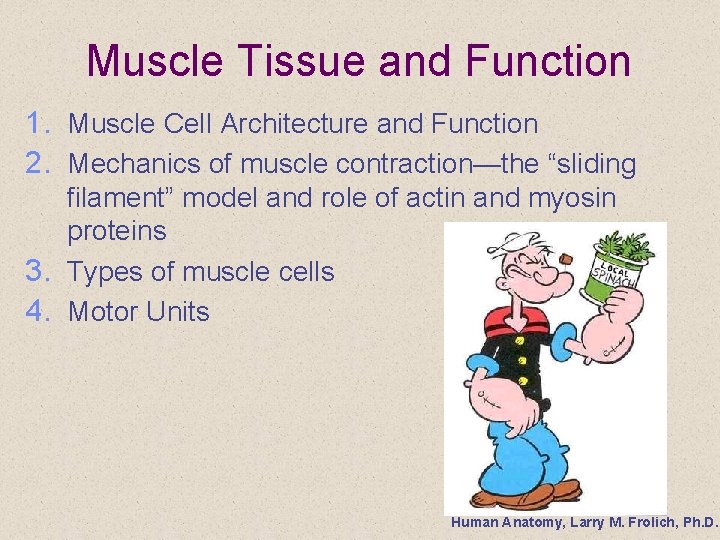 Muscle Tissue and Function 1. Muscle Cell Architecture and Function 2. Mechanics of muscle