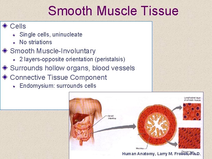 Smooth Muscle Tissue Cells Single cells, uninucleate No striations Smooth Muscle-Involuntary 2 layers-opposite orientation