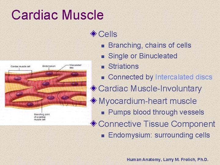 Cardiac Muscle Cells n n Branching, chains of cells Single or Binucleated Striations Connected