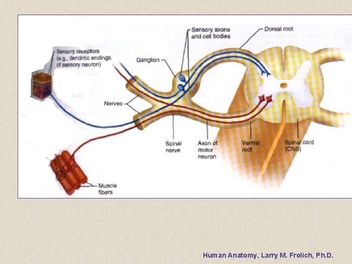 Human Anatomy, Larry M. Frolich, Ph. D. 