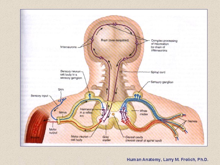 Human Anatomy, Larry M. Frolich, Ph. D. 