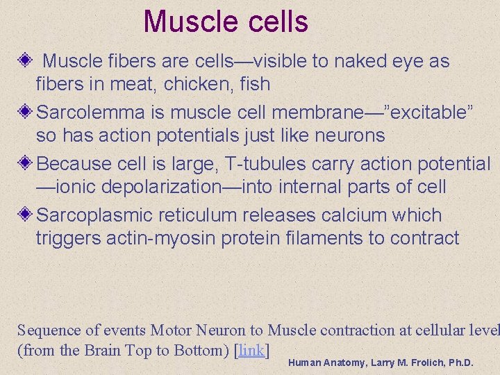 Muscle cells Muscle fibers are cells—visible to naked eye as fibers in meat, chicken,