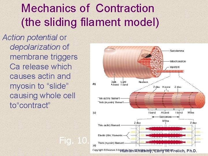 Mechanics of Contraction (the sliding filament model) Action potential or depolarization of membrane triggers
