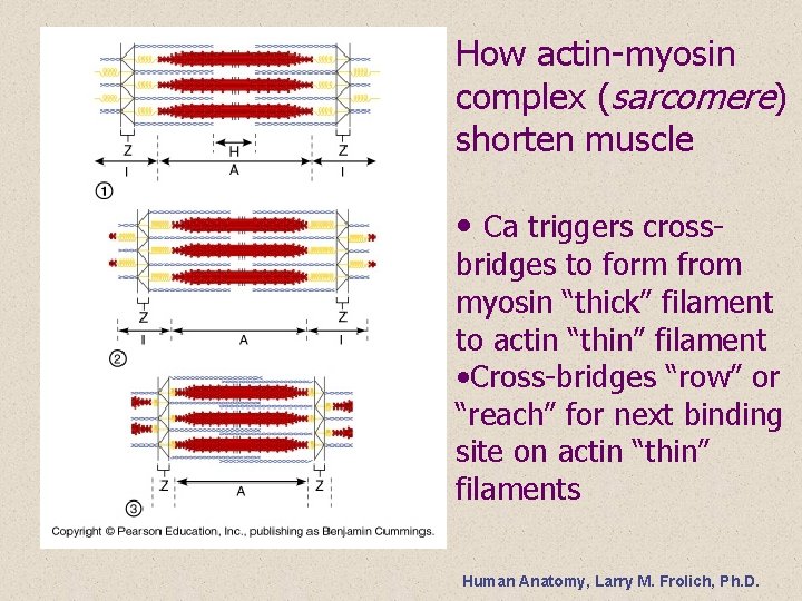 How actin-myosin complex (sarcomere) shorten muscle • Ca triggers cross- bridges to form from