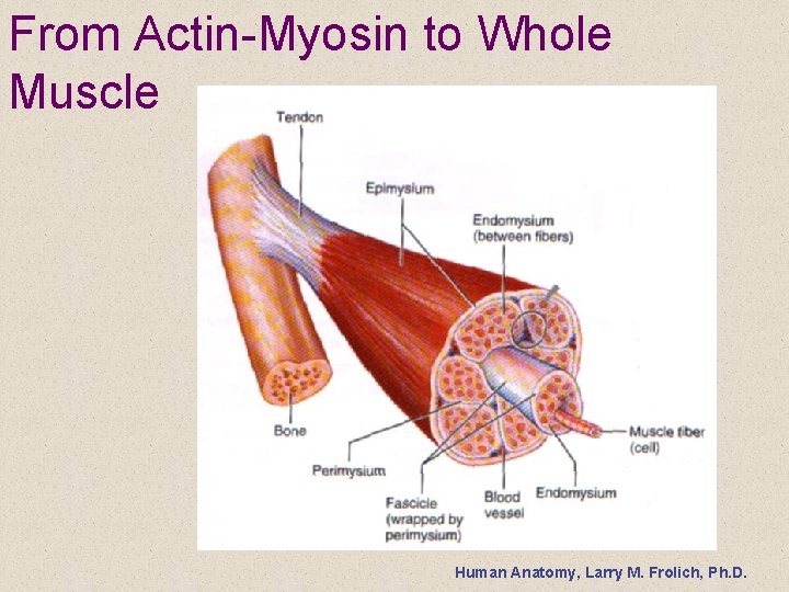 From Actin-Myosin to Whole Muscle Human Anatomy, Larry M. Frolich, Ph. D. 