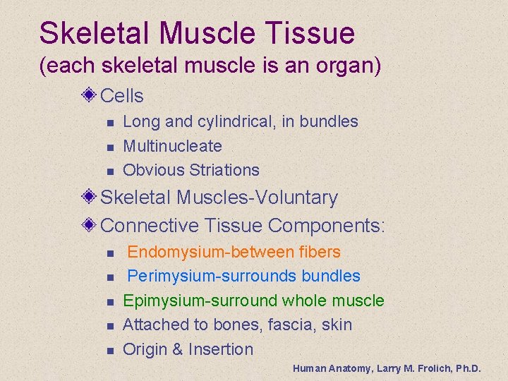 Skeletal Muscle Tissue (each skeletal muscle is an organ) Cells n n n Long