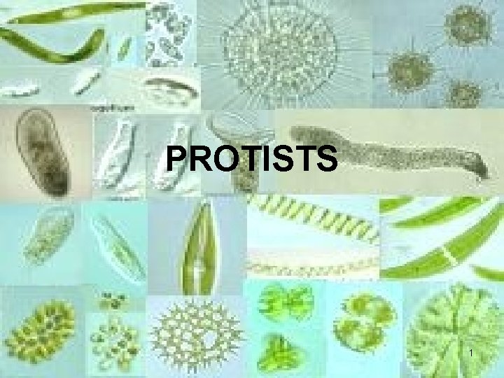 PROTISTS 1 Characteristics Most are unicellular Some form