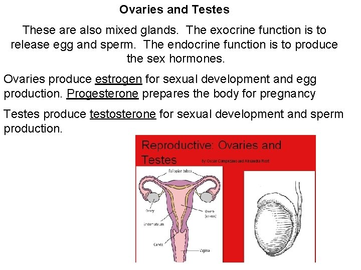 Ovaries and Testes These are also mixed glands. The exocrine function is to release