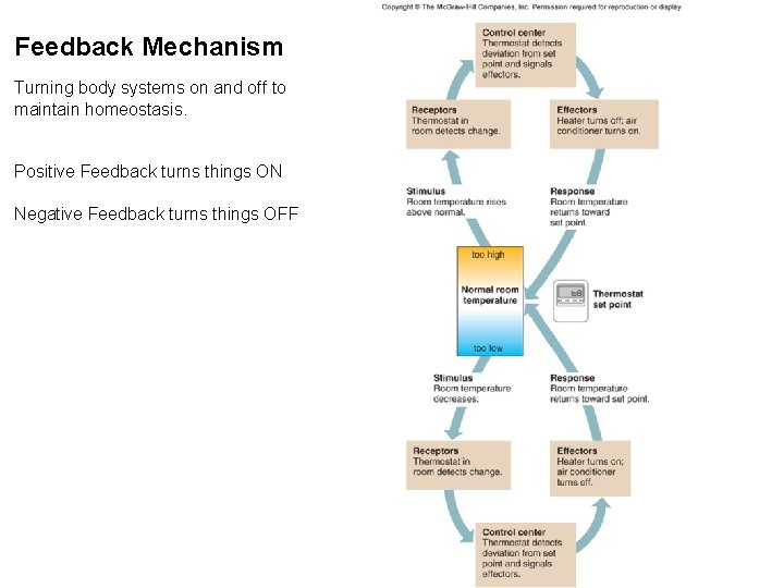 Feedback Mechanism Turning body systems on and off to maintain homeostasis. Positive Feedback turns