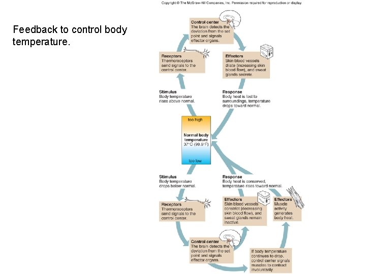 Feedback to control body temperature. 