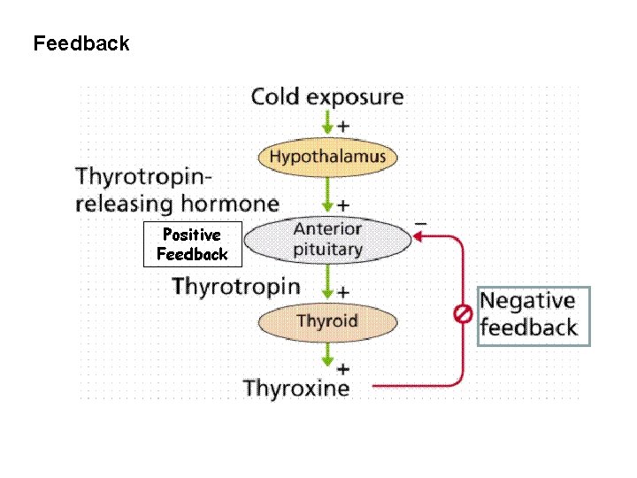 Feedback Positive Feedback 