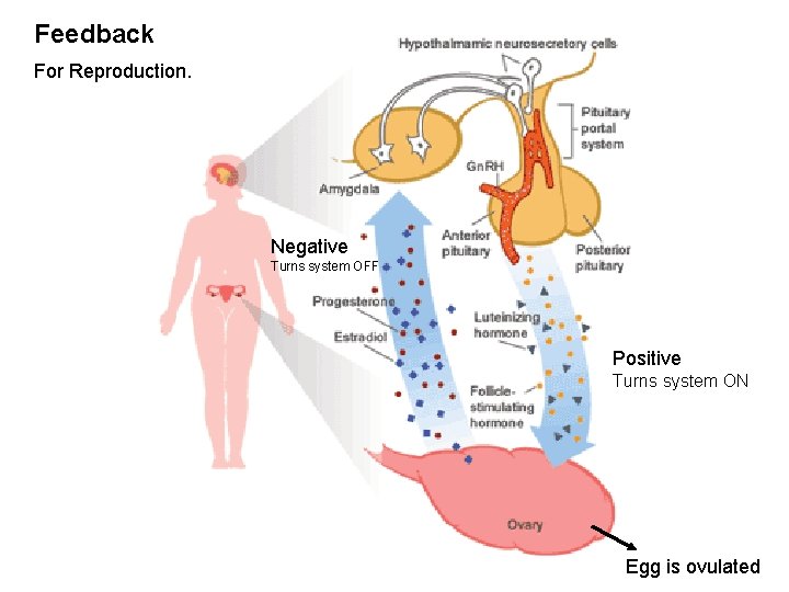 Feedback For Reproduction. Negative Turns system OFF Positive Turns system ON Egg is ovulated