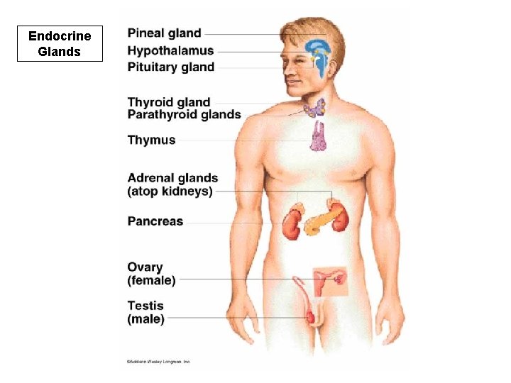 Endocrine Glands 