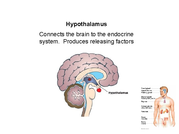 Hypothalamus Connects the brain to the endocrine system. Produces releasing factors 