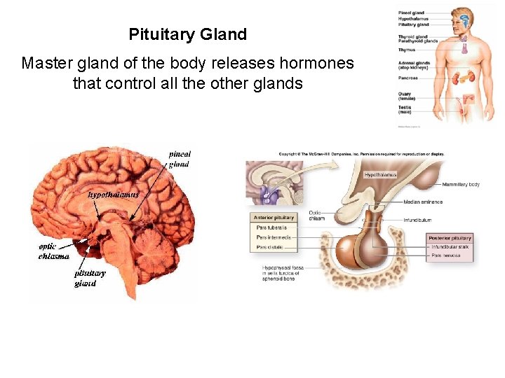 Pituitary Gland Master gland of the body releases hormones that control all the other