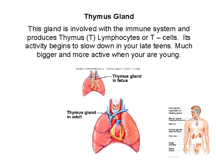 Thymus Gland This gland is involved with the immune system and produces Thymus (T)