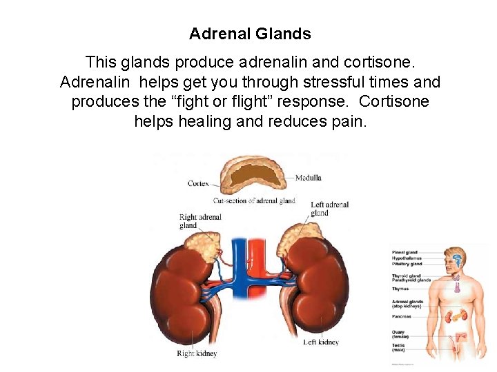 Adrenal Glands This glands produce adrenalin and cortisone. Adrenalin helps get you through stressful