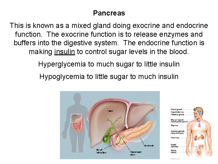 Pancreas This is known as a mixed gland doing exocrine and endocrine function. The