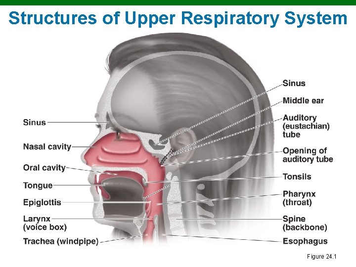 Structures of Upper Respiratory System Figure 24. 1 